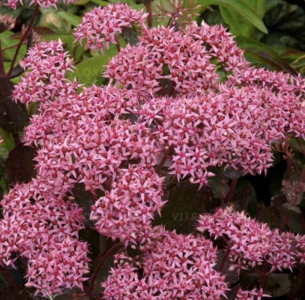 Sedum 'Cloud Walker' Очиток